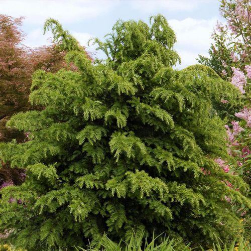 Taxus Cuspidata 'capitata' Columnar - View 18 from www redcrocus com