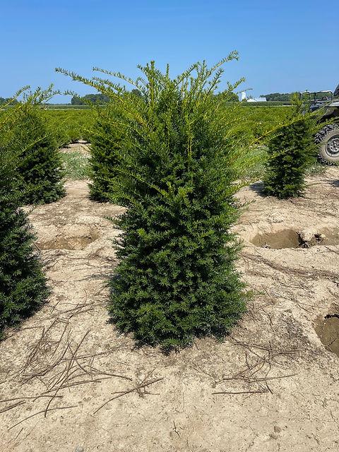 Taxus Cuspidata 'capitata' Columnar - View 1 from www redcrocus com