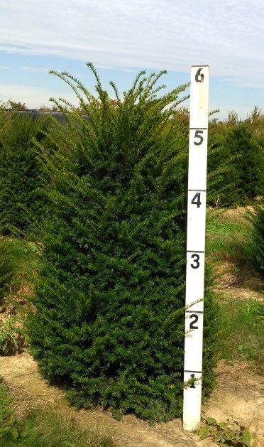 Taxus Cuspidata 'capitata' Columnar - View 2 from www redcrocus com