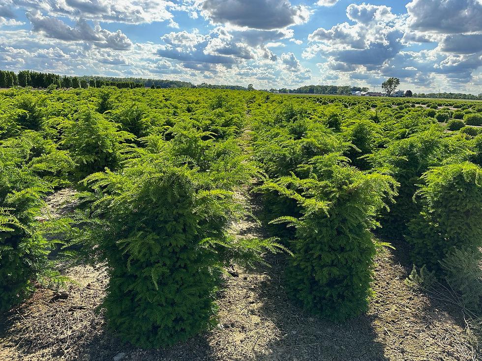 Taxus Cuspidata 'capitata' Columnar - View 6 from www redcrocus com