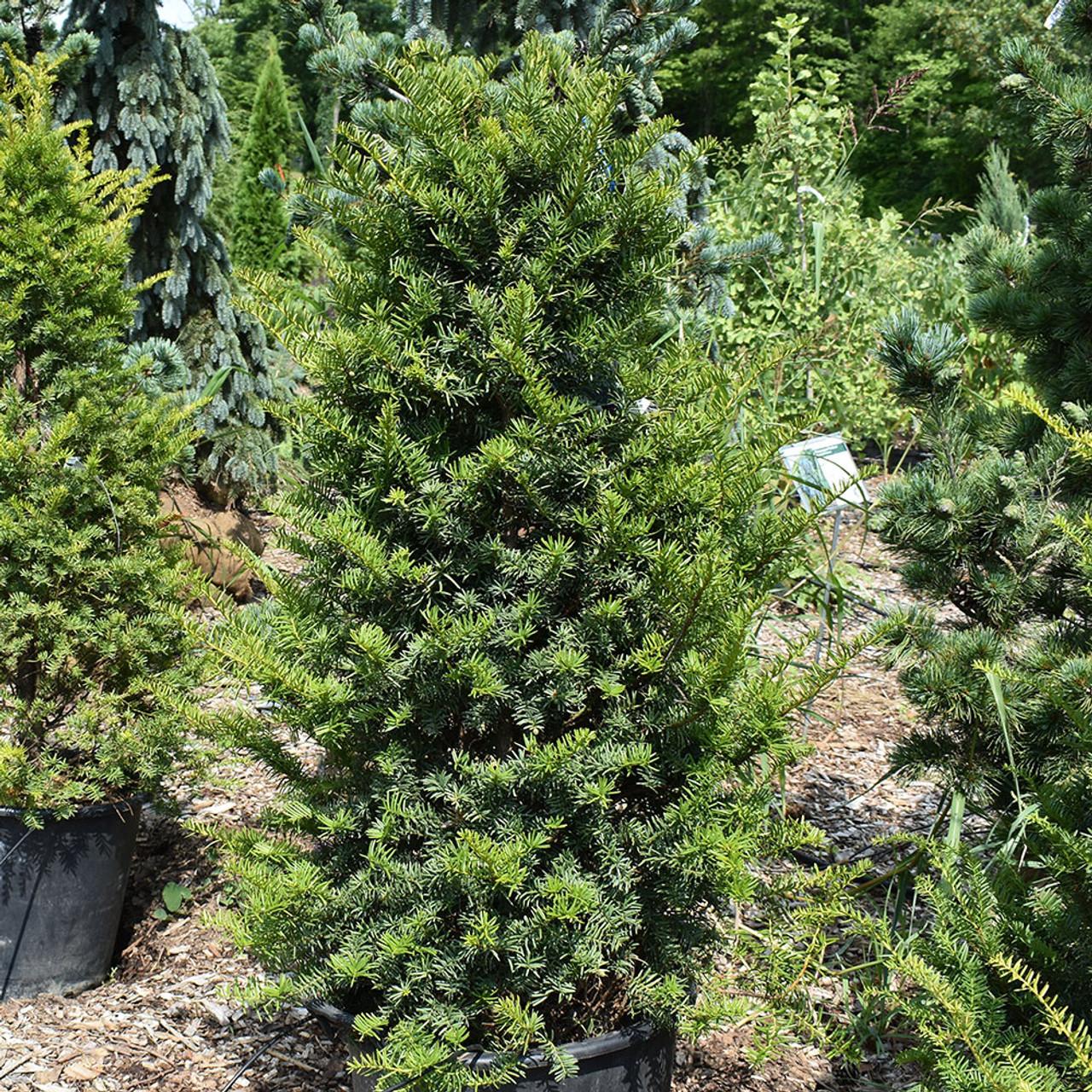 Taxus Cuspidata 'capitata' Columnar - View 7 from www redcrocus com