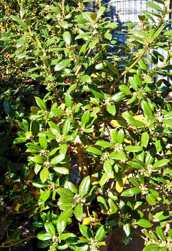 Ilex X 'nellie R  Stevens' - View 10 from www redcrocus com