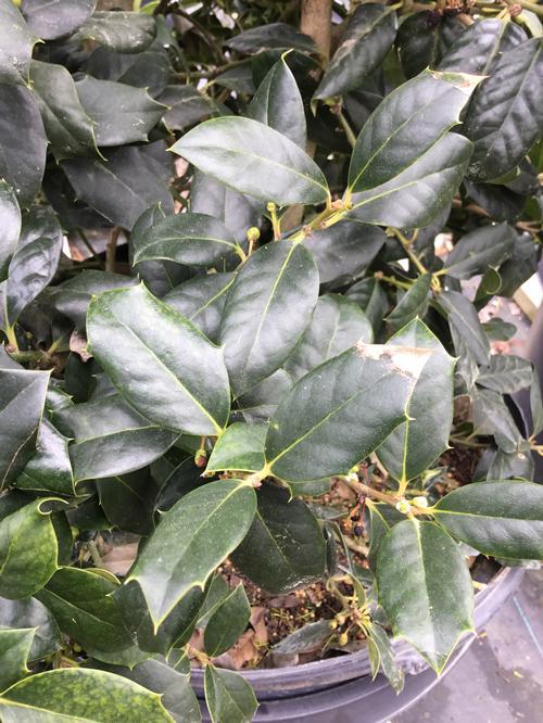 Ilex X 'nellie R  Stevens' - View 11 from www redcrocus com