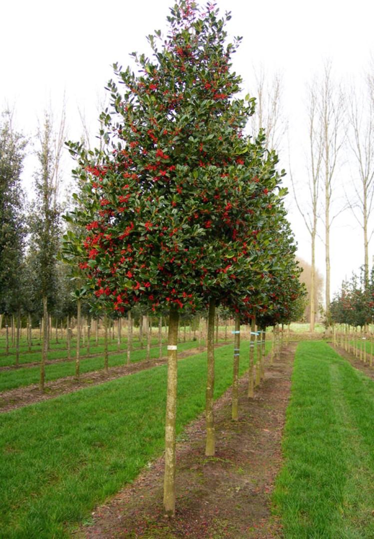 Ilex X 'nellie R  Stevens' - View 12 from www redcrocus com