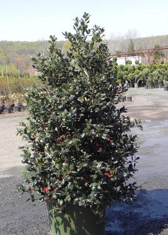 Ilex X 'nellie R  Stevens' - View 14 from www redcrocus com