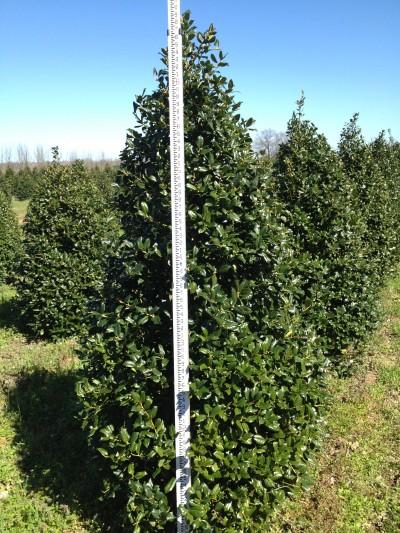 Ilex X 'nellie R  Stevens' - View 15 from www redcrocus com