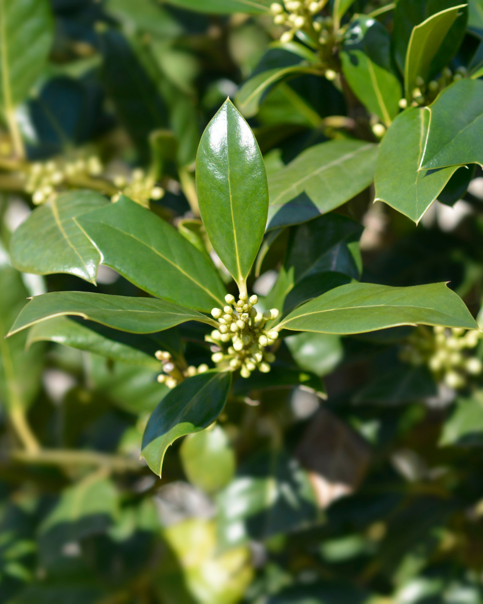 Ilex X 'nellie R  Stevens' - View 16 from www redcrocus com