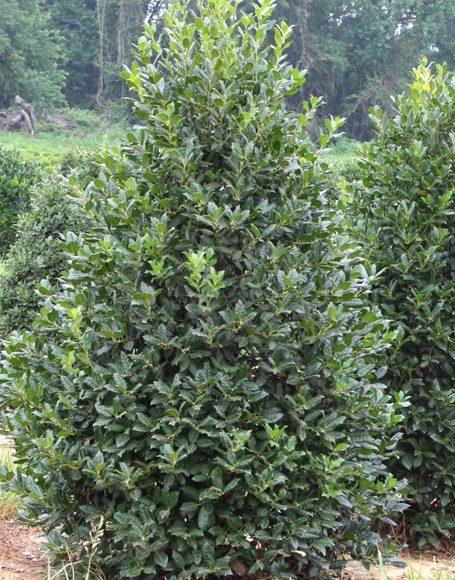 Ilex X 'nellie R  Stevens' - View 16 from www redcrocus com