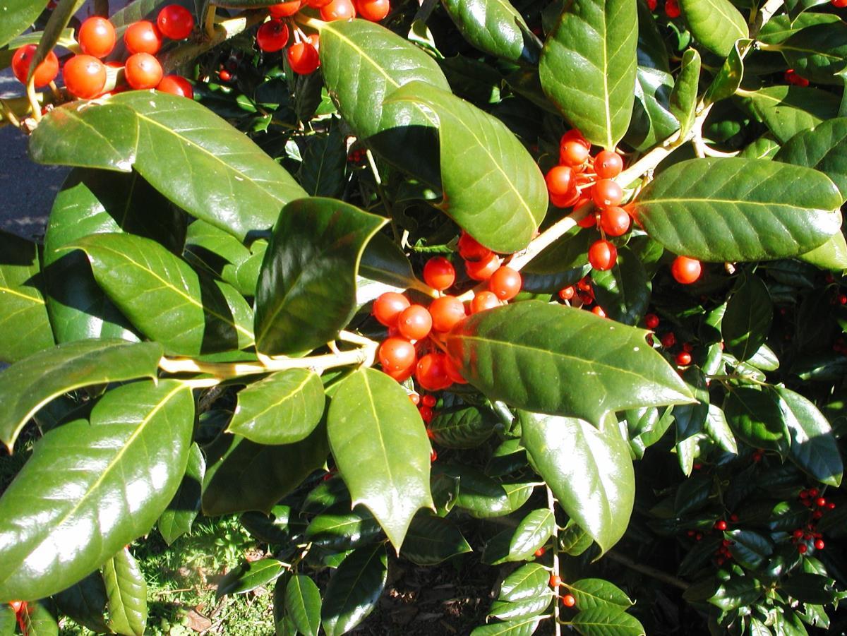 Ilex X 'nellie R  Stevens' - View 19 from www redcrocus com