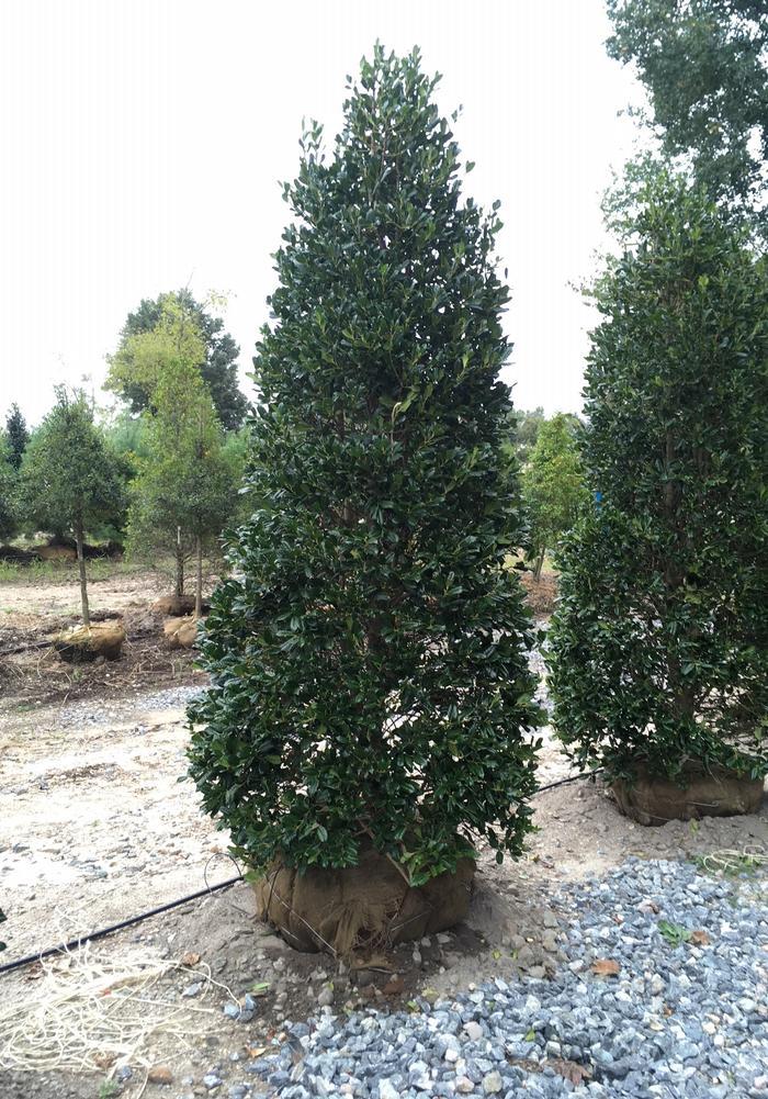 Ilex X 'nellie R  Stevens' - View 1 from www redcrocus com