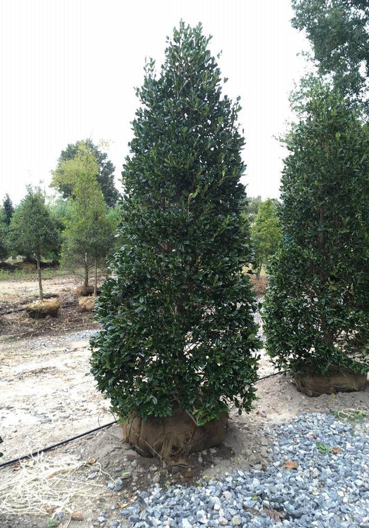 Ilex X 'nellie R  Stevens' - View 1 from www redcrocus com