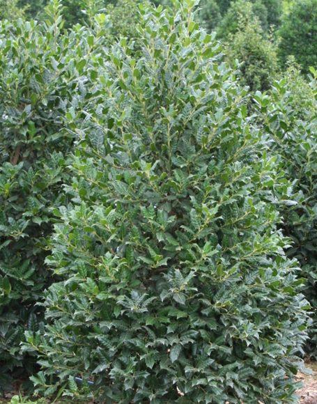 Ilex X 'nellie R  Stevens' - View 20 from www redcrocus com