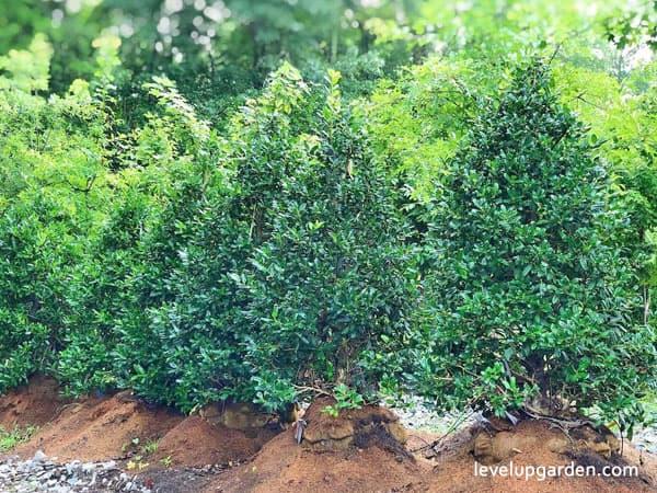 Ilex X 'nellie R  Stevens' - View 22 from www redcrocus com