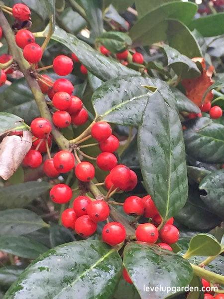 Ilex X 'nellie R  Stevens' - View 24 from www redcrocus com