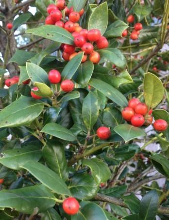 Ilex X 'nellie R  Stevens' - View 26 from www redcrocus com