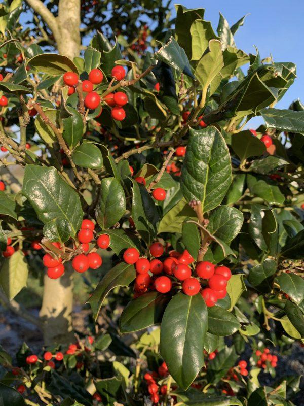 Ilex X 'nellie R  Stevens' - View 27 from www redcrocus com