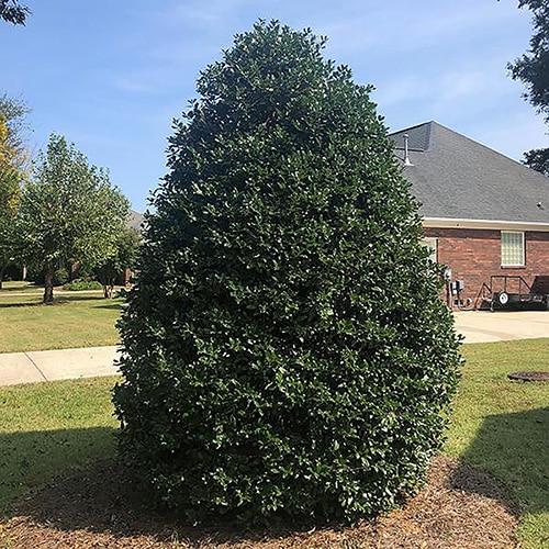 Ilex X 'nellie R  Stevens' - View 32 from www redcrocus com