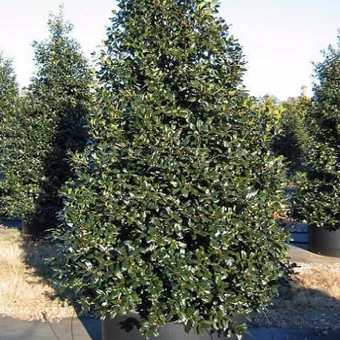 Ilex X 'nellie R  Stevens' - View 34 from www redcrocus com
