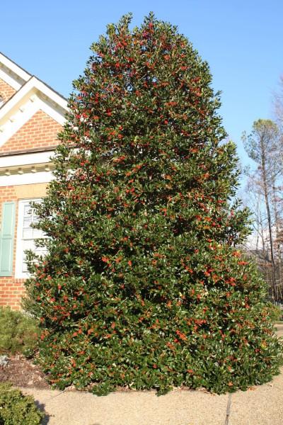Ilex X 'nellie R  Stevens' - View 3 from www redcrocus com