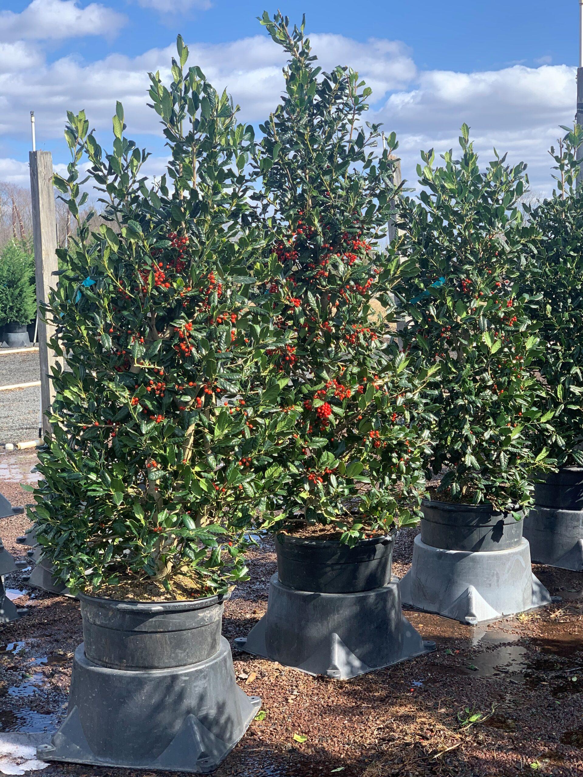 Ilex X 'nellie R  Stevens' - View 5 from www redcrocus com
