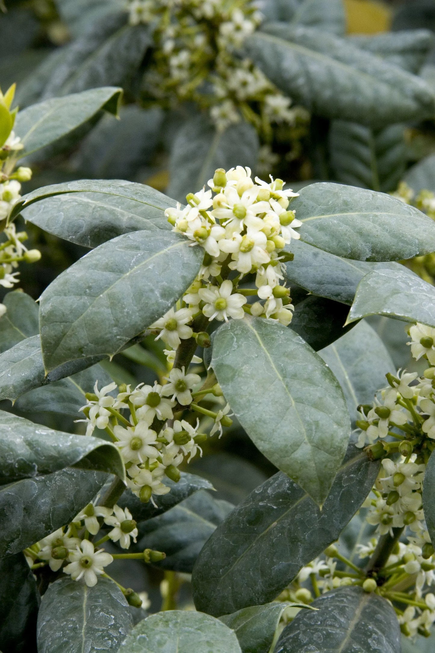 Ilex X 'nellie R  Stevens' - View 5 from www redcrocus com
