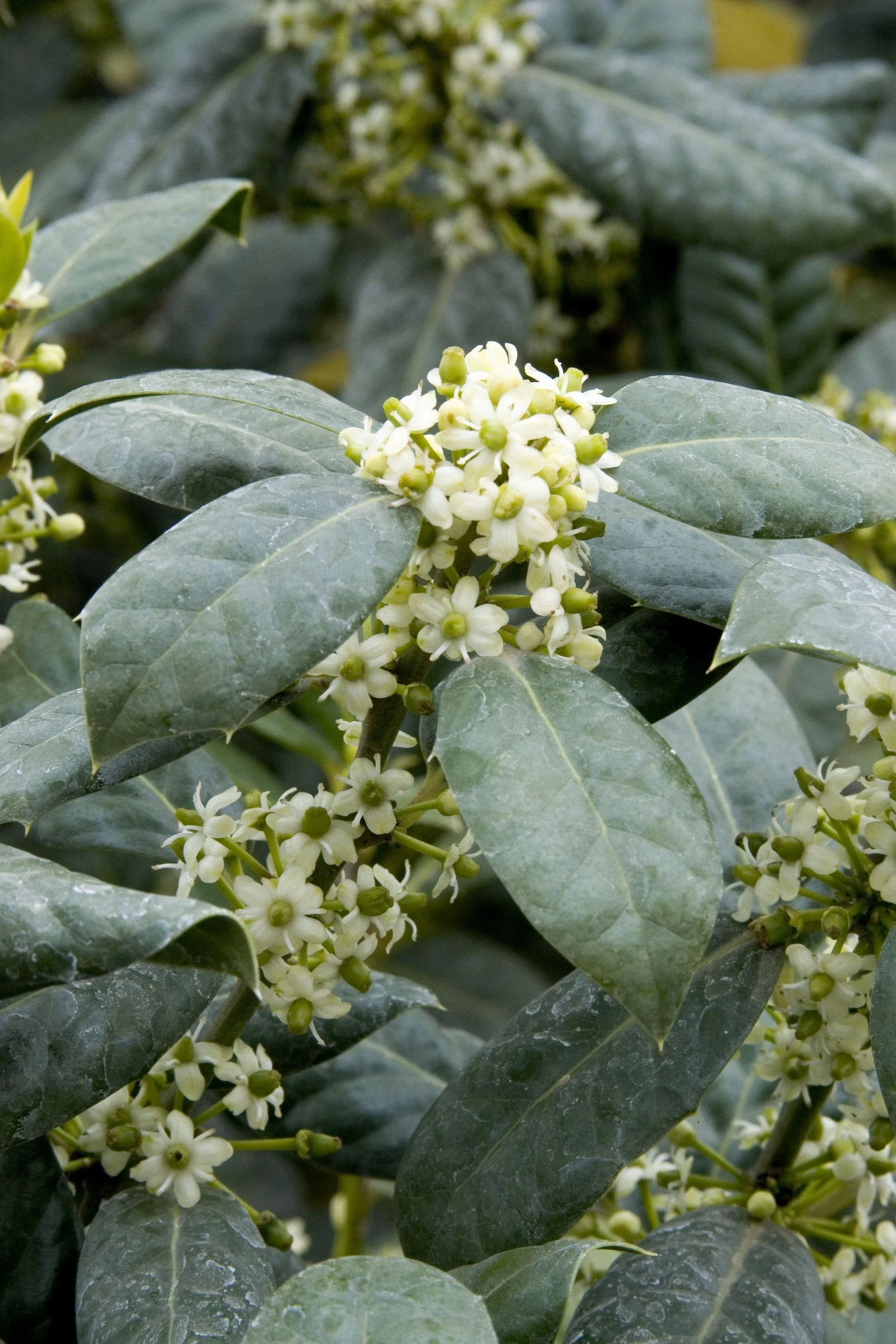 Ilex X 'nellie R  Stevens' - View 5 from www redcrocus com