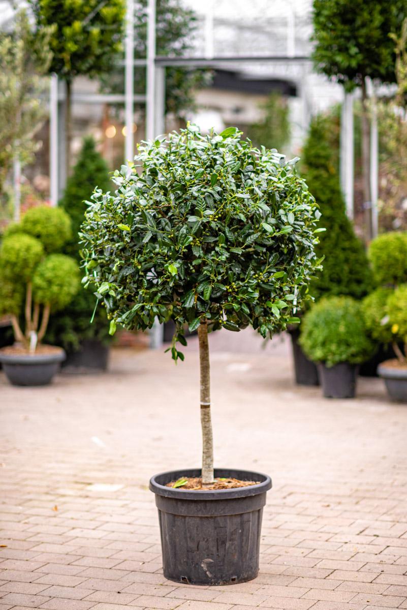 Ilex X 'nellie R  Stevens' - View 6 from www redcrocus com