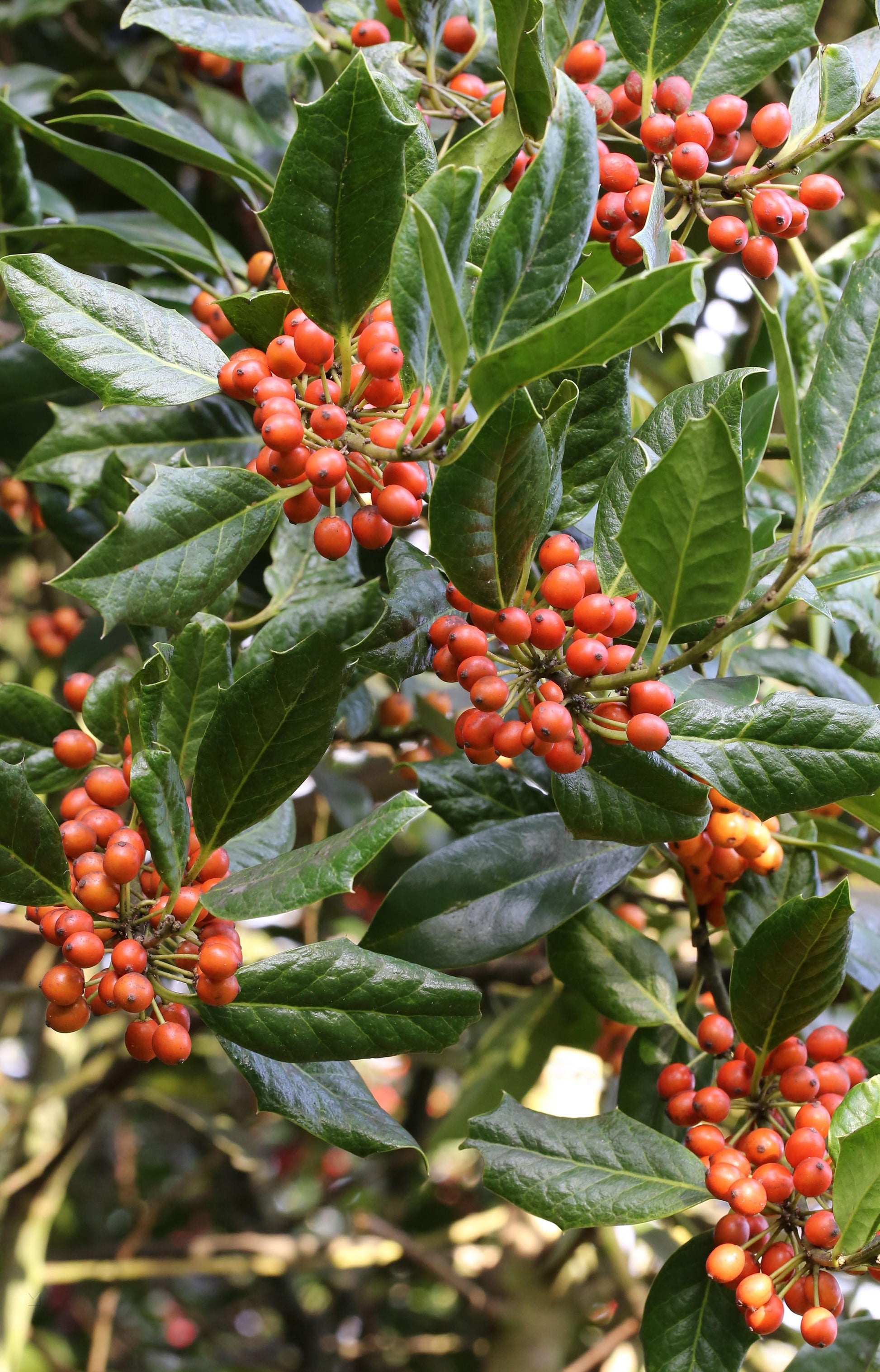 Ilex X 'nellie R  Stevens' - View 7 from www redcrocus com