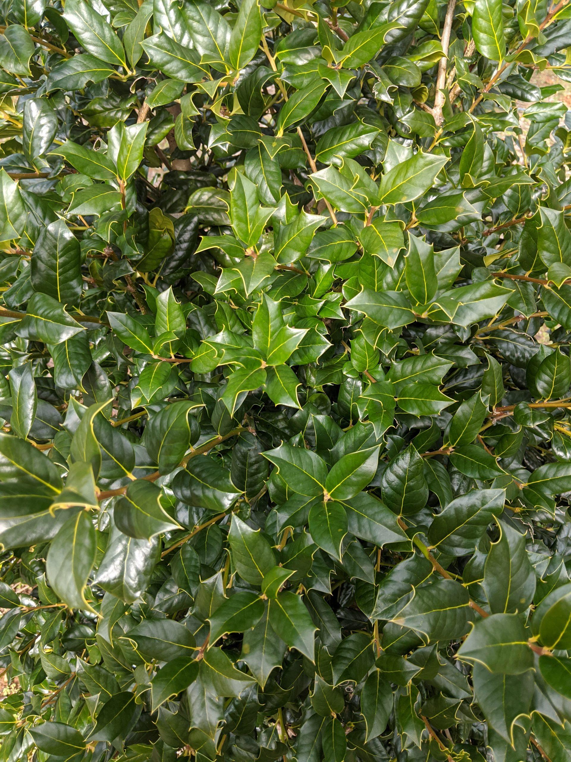 Ilex X 'nellie R  Stevens' - View 8 from www redcrocus com