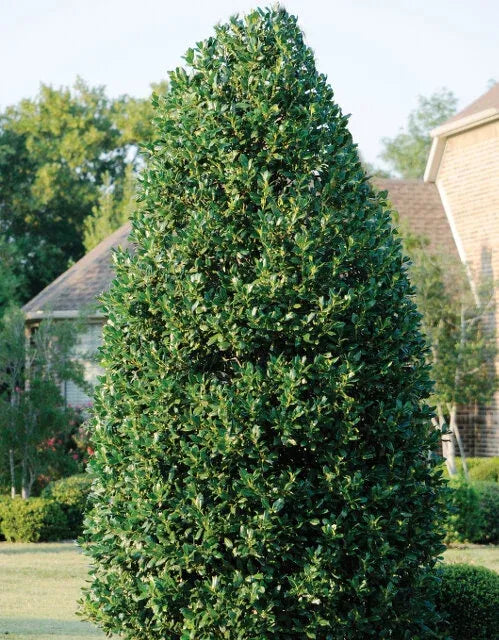Ilex X 'nellie R  Stevens' - View 8 from www redcrocus com