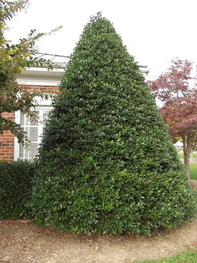 Ilex X 'nellie R  Stevens' - View 9 from www redcrocus com