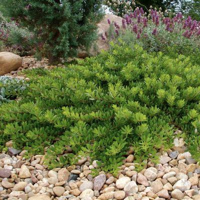 Arctostaphylos X Coloradensis Mock Bearberry - View 10 from www redcrocus com