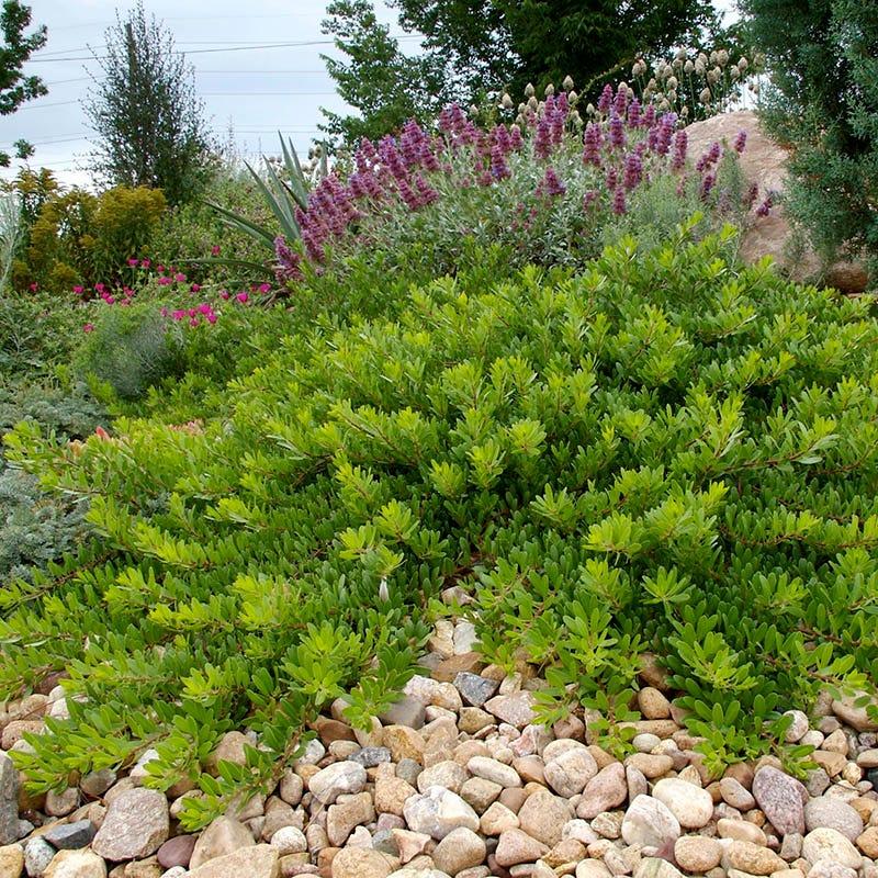 Arctostaphylos X Coloradensis Mock Bearberry - View 12 from www redcrocus com