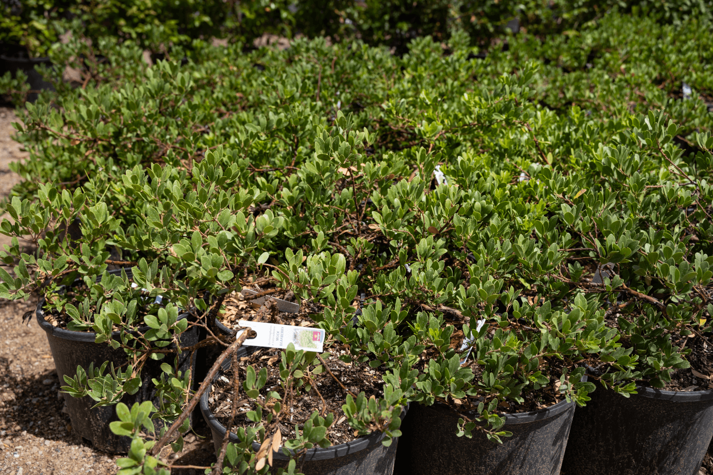 Arctostaphylos X Coloradensis Mock Bearberry - View 15 from www redcrocus com