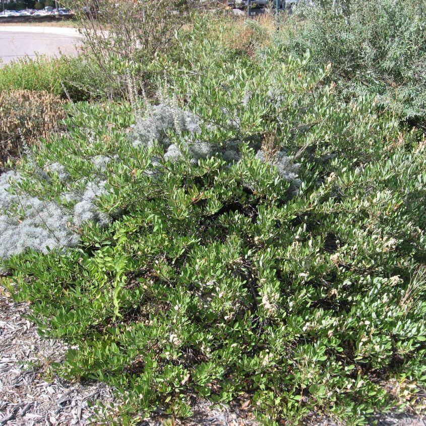 Arctostaphylos X Coloradensis Mock Bearberry - View 16 from www redcrocus com