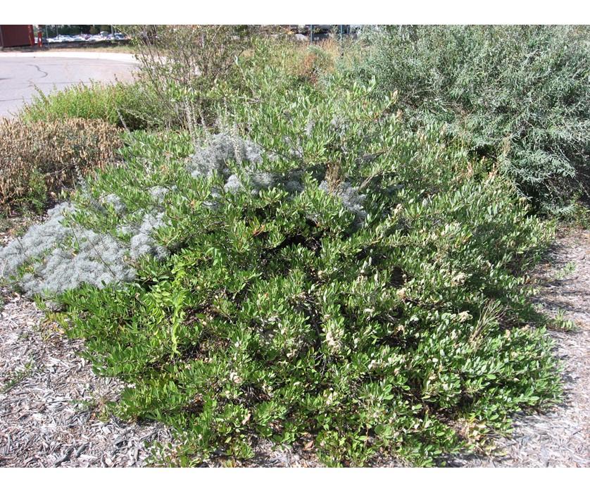 Arctostaphylos X Coloradensis Mock Bearberry - View 17 from www redcrocus com