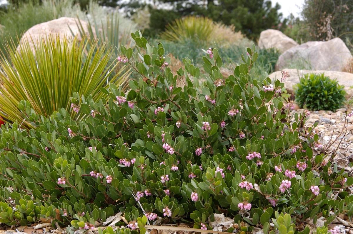 Arctostaphylos X Coloradensis Mock Bearberry - View 18 from www redcrocus com