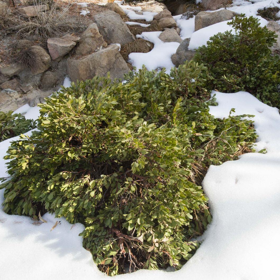 Arctostaphylos X Coloradensis Mock Bearberry - View 20 from www redcrocus com
