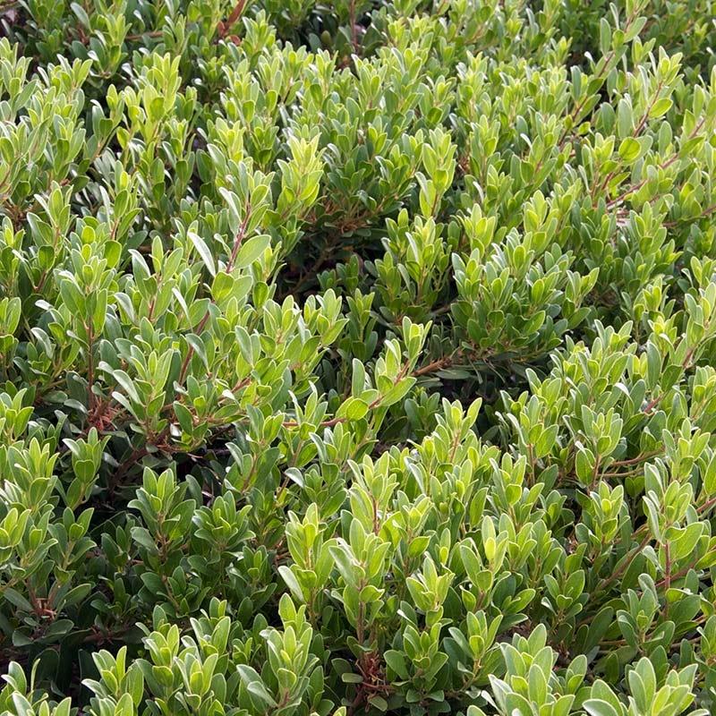 Arctostaphylos X Coloradensis Mock Bearberry - View 22 from www redcrocus com