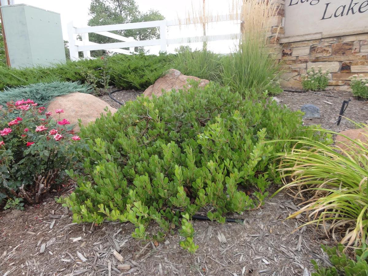 Arctostaphylos X Coloradensis Mock Bearberry - View 23 from www redcrocus com