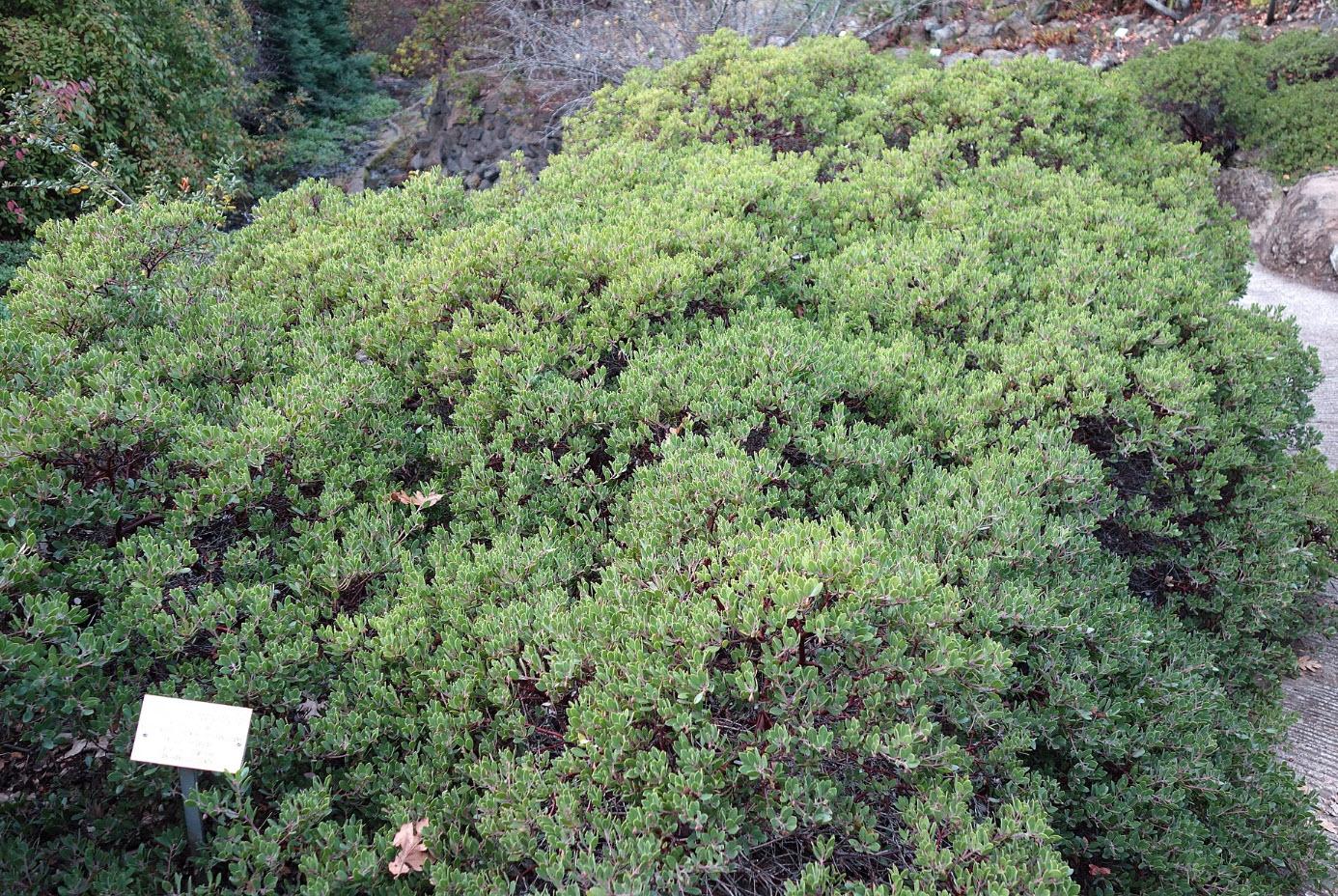 Arctostaphylos X Coloradensis Mock Bearberry - View 24 from www redcrocus com