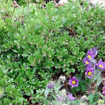 Arctostaphylos X Coloradensis Mock Bearberry - View 25 from www redcrocus com