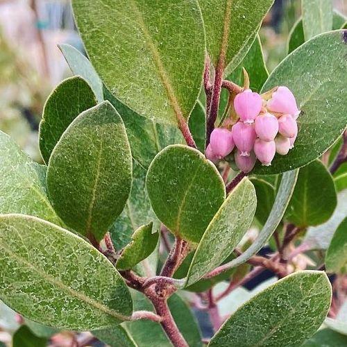 Arctostaphylos X Coloradensis Mock Bearberry - View 26 from www redcrocus com