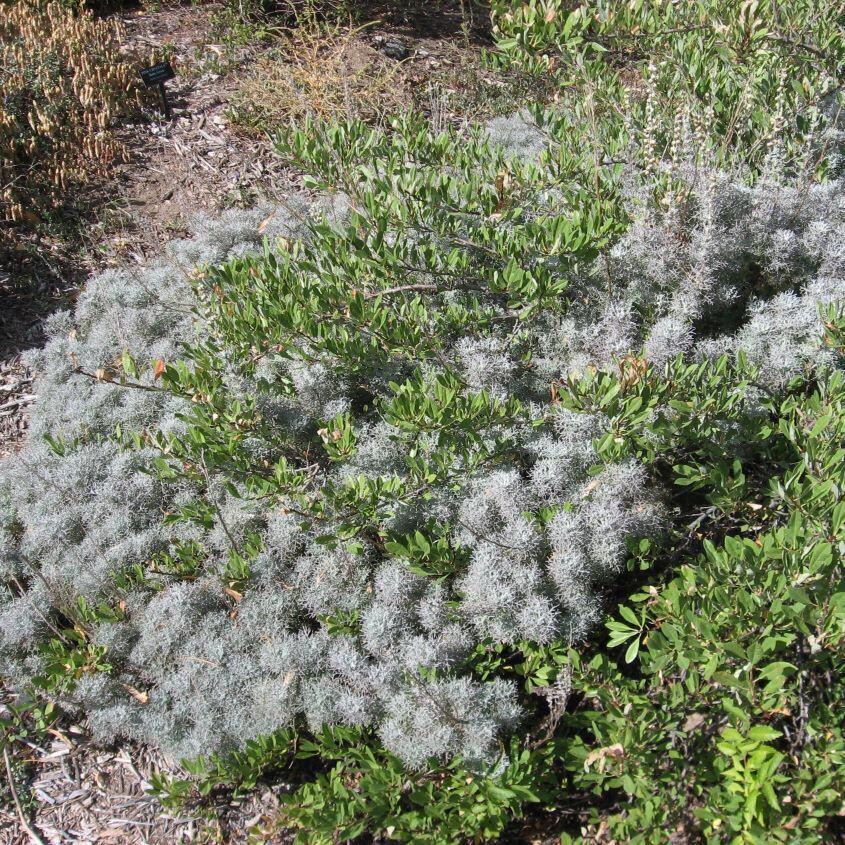 Arctostaphylos X Coloradensis Mock Bearberry - View 27 from www redcrocus com