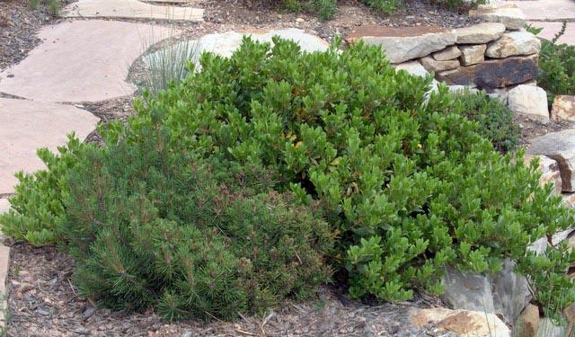 Arctostaphylos X Coloradensis Mock Bearberry - View 28 from www redcrocus com