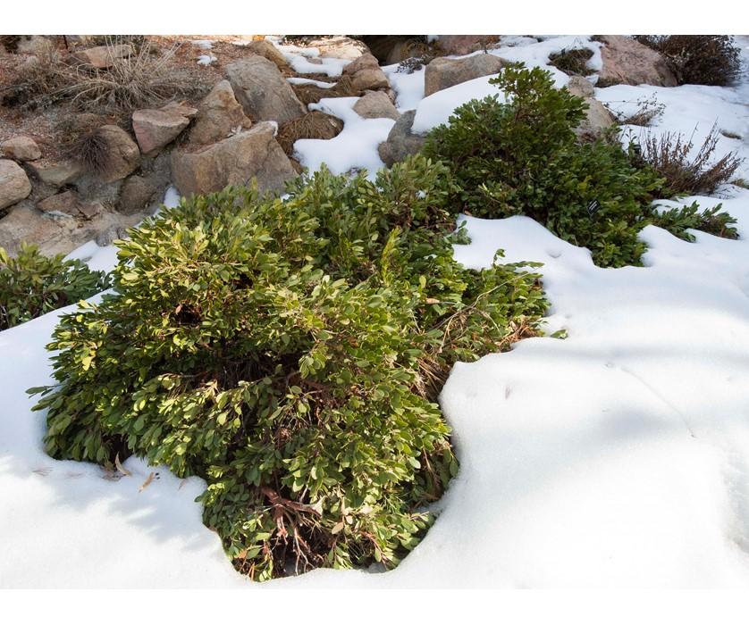 Arctostaphylos X Coloradensis Mock Bearberry - View 4 from www redcrocus com