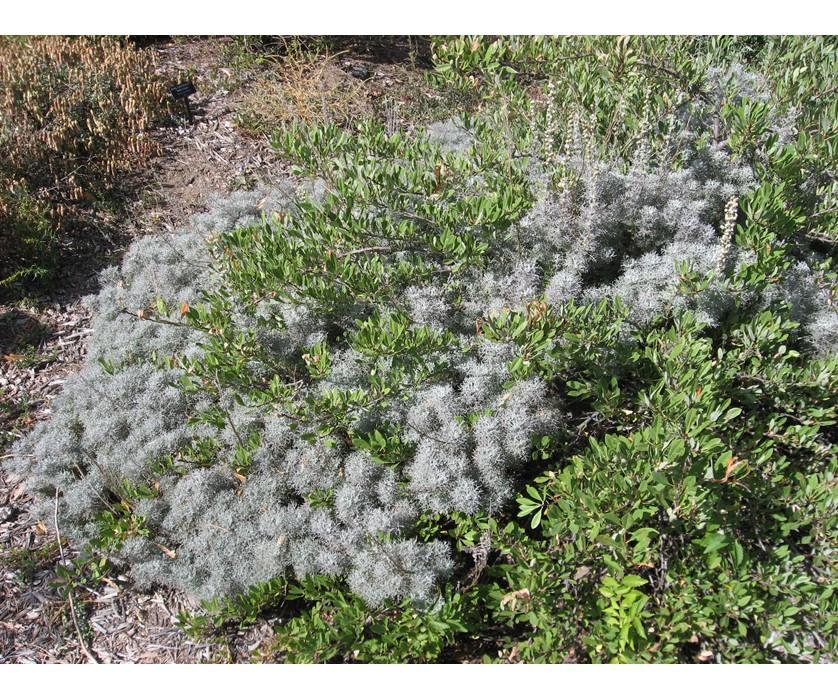 Arctostaphylos X Coloradensis Mock Bearberry - View 5 from www redcrocus com