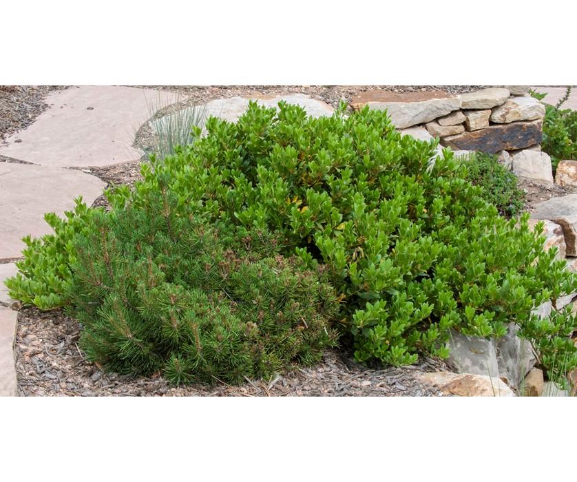 Arctostaphylos X Coloradensis Mock Bearberry - View 7 from www redcrocus com
