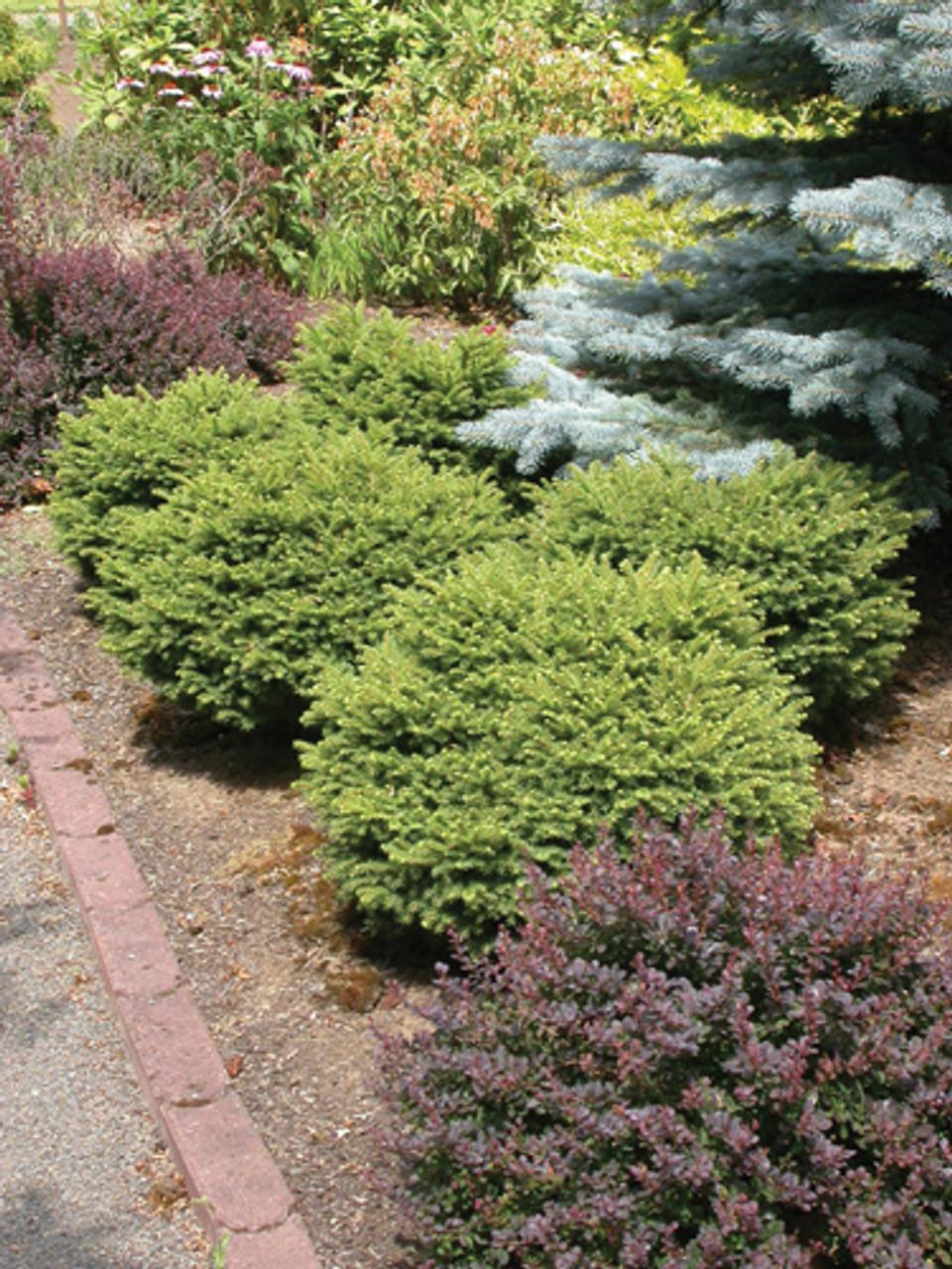 Picea Abies 'little Gem' - View 14 from www redcrocus com