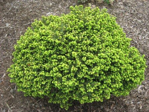 Picea Abies 'little Gem' - View 18 from www redcrocus com